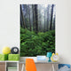 Lush Foliage And Bare Trees In Fog Wall Mural