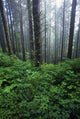 Lush Foliage And Bare Trees In Fog Wall Mural