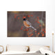 American Robin In Crab Apple Tree Wall Mural