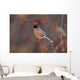 American Robin In Crab Apple Tree Wall Mural
