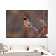 American Robin In Crab Apple Tree Wall Mural