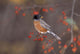 American Robin In Crab Apple Tree Wall Mural