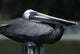 Profile Of Brown Pelican On Post Wall Mural