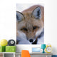 Portrait Of Adult Red Fox Wall Mural