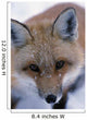 Portrait Of Adult Red Fox Wall Mural