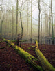 Great Smoky Mountains National Park Wall Mural