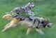 Wolves Running In Mountain Meadow, Blurred Focus Wall Mural
