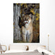 Mountain Lion Wall Mural