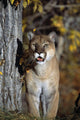 Mountain Lion Wall Mural
