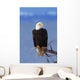 Perched Bald Eagle Wall Mural