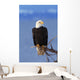 Perched Bald Eagle Wall Mural