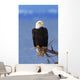 Perched Bald Eagle Wall Mural