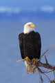 Perched Bald Eagle Wall Mural