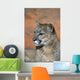 Portrait Of Mountain Lion Wall Mural