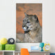 Portrait Of Mountain Lion Wall Mural
