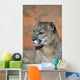 Portrait Of Mountain Lion Wall Mural