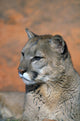 Portrait Of Mountain Lion Wall Mural