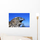 Northern Goshawk With Open Beak Wall Mural
