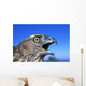Northern Goshawk With Open Beak Wall Mural