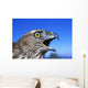Northern Goshawk With Open Beak Wall Mural