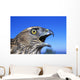 Northern Goshawk With Open Beak Wall Mural