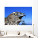 Northern Goshawk With Open Beak Wall Mural