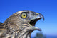 Northern Goshawk With Open Beak Wall Mural