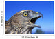 Northern Goshawk With Open Beak Wall Mural
