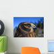 Northern Harrier Raptor In Profile Wall Mural