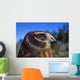 Northern Harrier Raptor In Profile Wall Mural