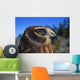Northern Harrier Raptor In Profile Wall Mural