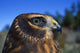Northern Harrier Raptor In Profile Wall Mural