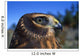 Northern Harrier Raptor In Profile Wall Mural