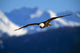 Bald Eagle Wall Mural