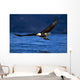 Bald Eagle Clutching Fish Wall Mural