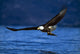 Bald Eagle Clutching Fish Wall Mural
