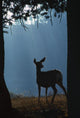 Deer In A Forest Wall Mural