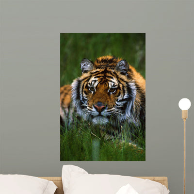 Siberian Tiger Grass Wall Mural shown on a wall