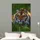 Siberian Tiger In Grass Wall Mural