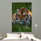 Siberian Tiger In Grass Wall Mural