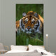 Siberian Tiger In Grass Wall Mural