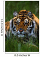 Siberian Tiger In Grass Wall Mural