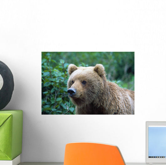 Alaskan Brown Bear Wall Mural