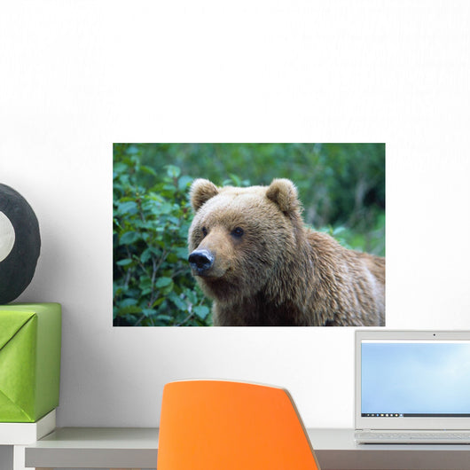 Alaskan Brown Bear Wall Mural