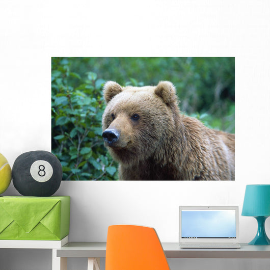 Alaskan Brown Bear Wall Mural
