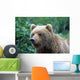Alaskan Brown Bear Wall Mural