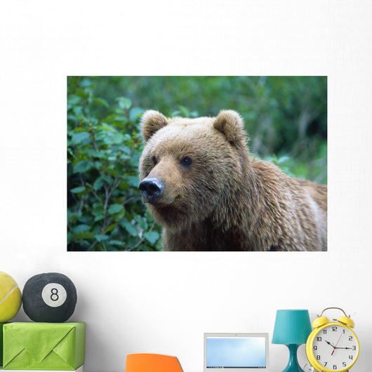 Alaskan Brown Bear Wall Mural