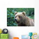 Alaskan Brown Bear Wall Mural