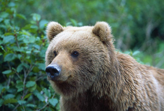 Alaskan Brown Bear Wall Mural