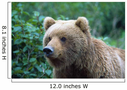 Alaskan Brown Bear Wall Mural